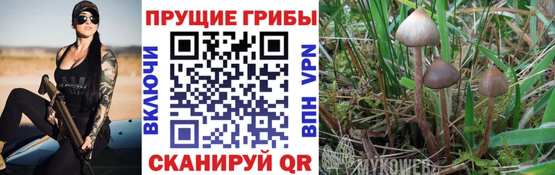 Псилоцибиновые грибы Cubensis  Злынка 